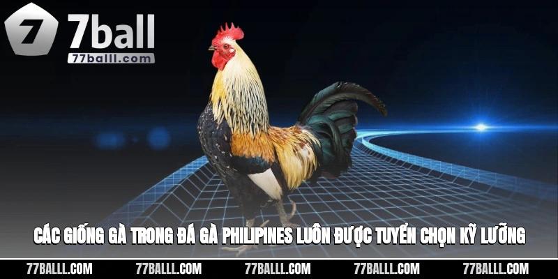 Các giống gà trong đá gà Philipines luôn được tuyển chọn kỹ lưỡng