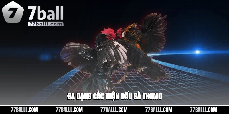 Đa dạng các trận đá gà trực tiếp Thomo